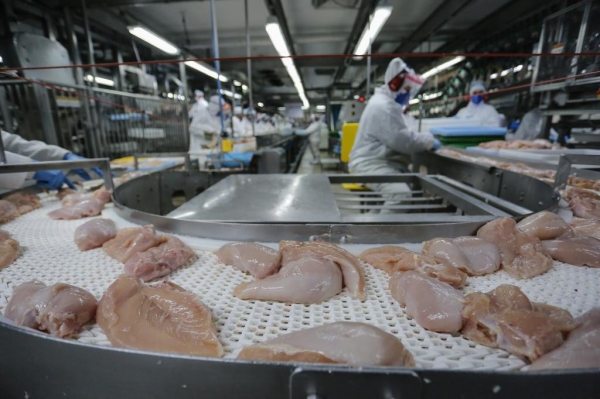 Paraná lidera com recorde produção de frango. Foto: Jonathan Campos/AEN