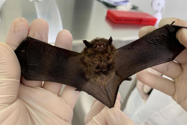 Sesa alerta para cuidados com morcegos e prevenção contra a raiva no verão Foto: Tatiane Dombroski/ Sesa O verão e os dias mais q