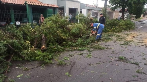 Um forte temporal no final da tarde desta segunda-feira (10) atingiu Toledo em cheio. Várias árvores foram derrubadas ou arrancadas em diversos pontos da cidade. Postes também foram atingidos. Isso deixou alguns bairros sem energia elétrica e prejudicou o trânsito.  No Jardim Gisela, Jardim Porto Alegre, na região do Parque Ecológico Diva Paim Barth, Tocantins e parte do Jardim Panorama ficaram sem luz.  Equipes da Defesa Civil, Guarda Municipal, da Secretaria de Segurança e Mobilidade Urbana, da Emdur e da Secretaria da Infraestrutura Urbana e Rural e de Serviços Públicos estiveram nas ruas para minimizar o quanto antes a situação emergencial.  De acordo com o secretário Rogério de Lima, “as equipes trabalharam intensamente para retirar as árvores e liberar o trânsito o mais depressa possível, garantindo a segurança das pessoas que estão transitando”, disse o secretário de Segurança.  Fabio Leal, secretário da Infraestrutura Urbana, pediu cautela à população e que “qualquer informação sobre árvores caídas ou postes danificados deve ser feita através do canal 153 da Guarda Municipal”.  A Prefeitura de Toledo alerta ainda que, em função da falta de energia, alguns sistemas estão apresentando falhas e pede a compreensão da população.