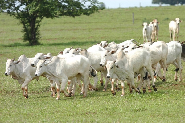 Prazo para atualização obrigatória de rebanhos começa em 1.º de maio Foto: Arquivo AEN