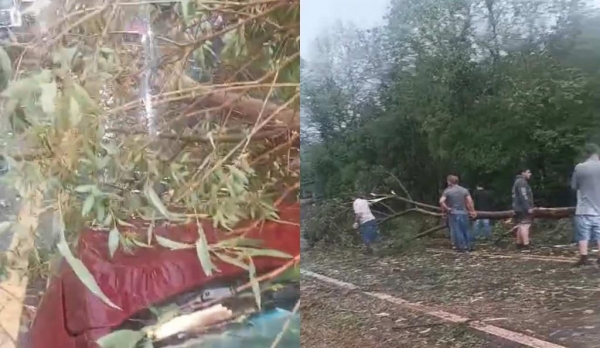Uma árvore chegou a cair em um carro com a força da chuva (Foto: reprodução / redes sociais)