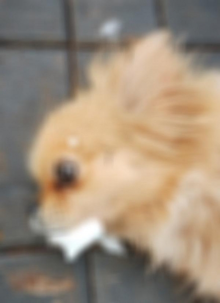 Animal encontrado com sintomas de intoxicação na tarde de ontem em Nova Santa Rosa. Foto: Internauta.