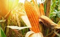 Foto: Jonas Oliveira/SEAB